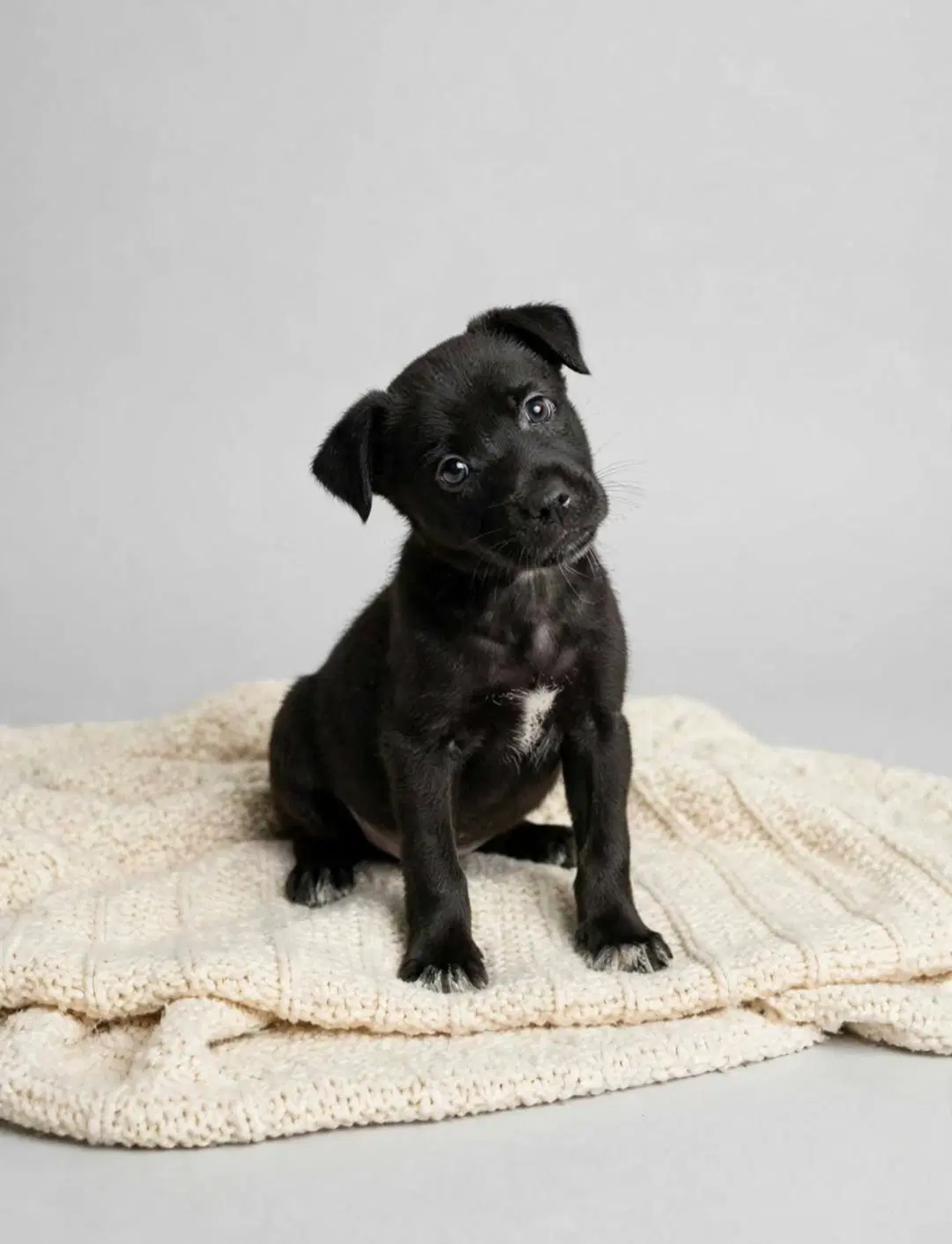 Alice - Labrador Retriever