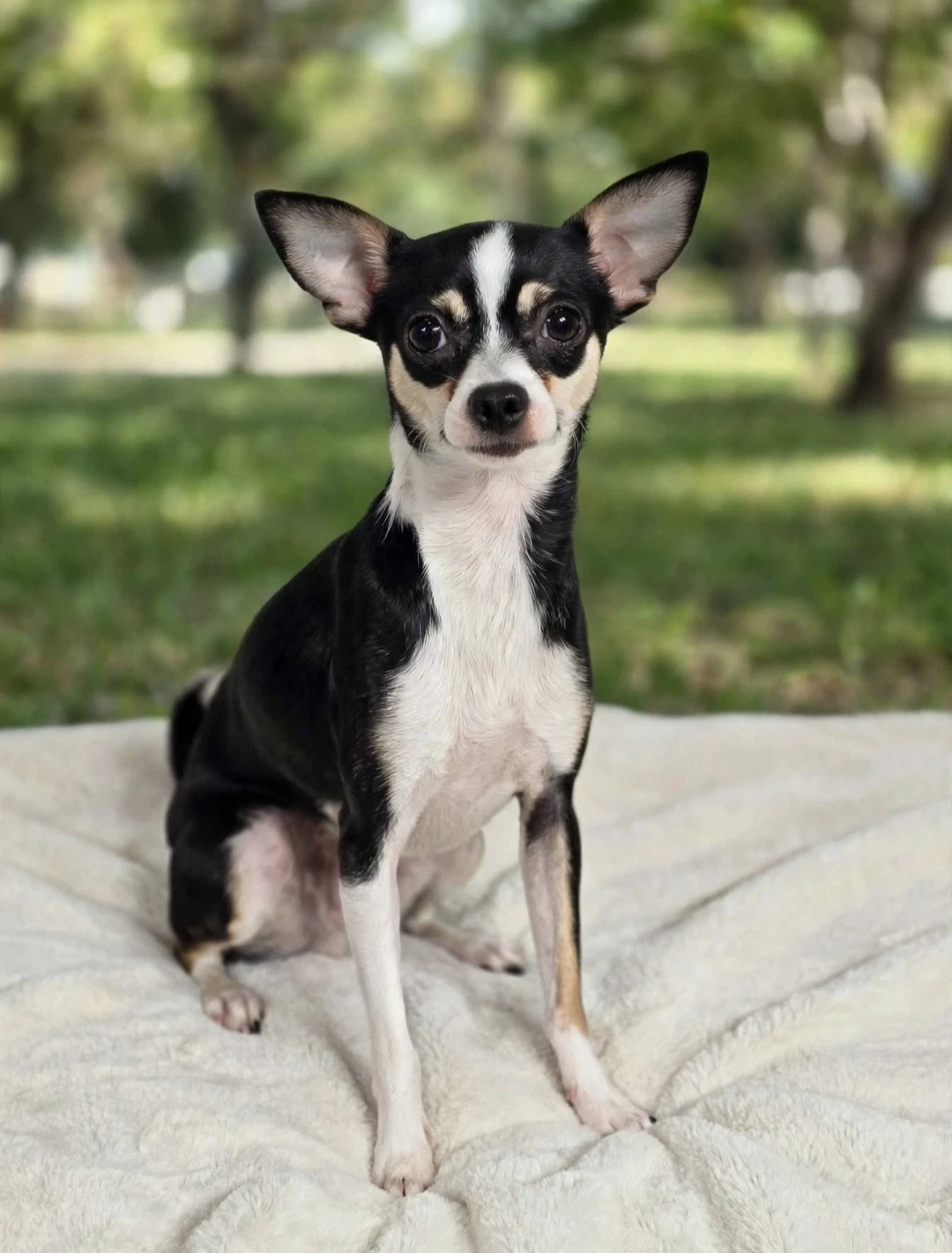 Benji