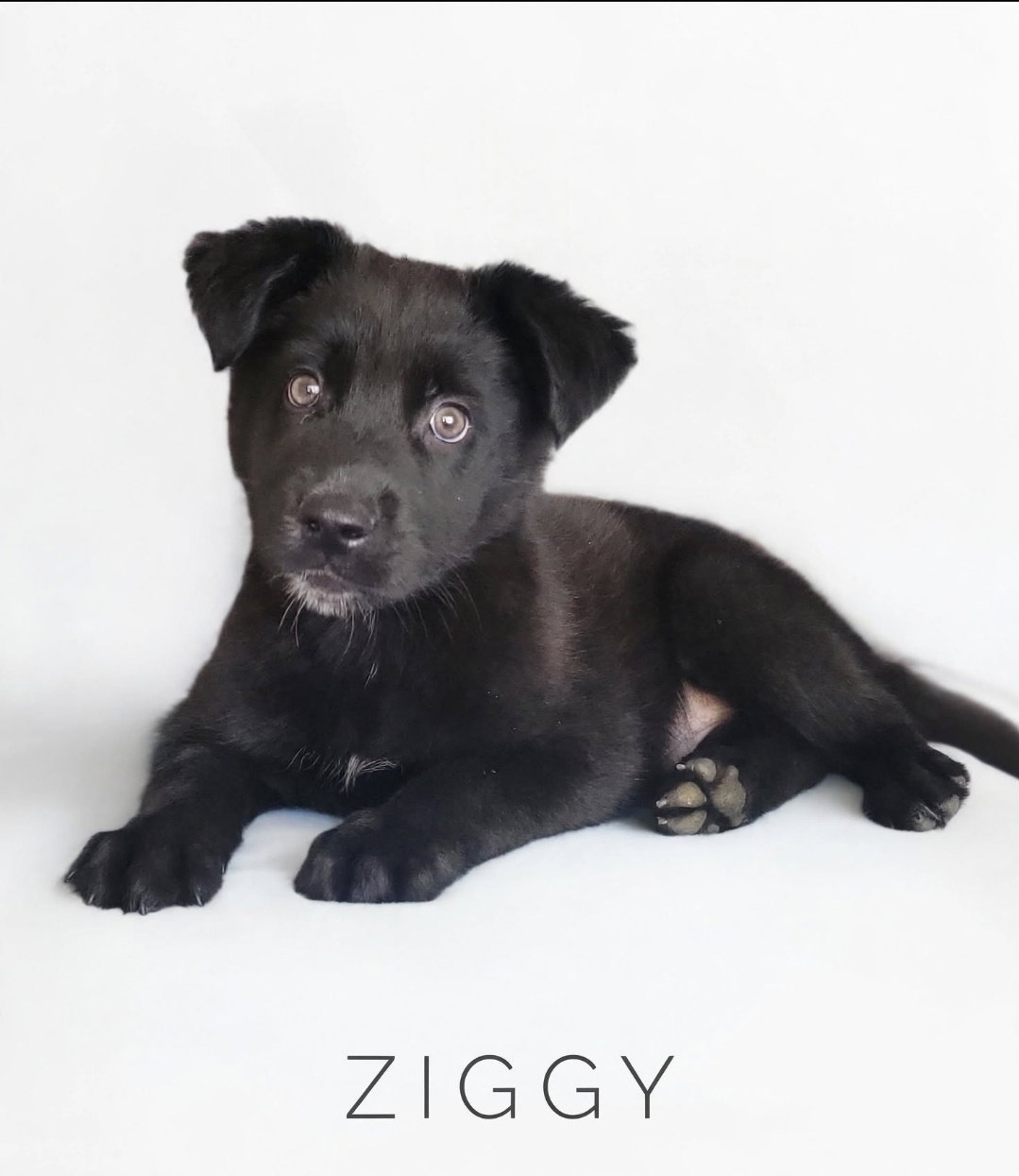 Ziggy
