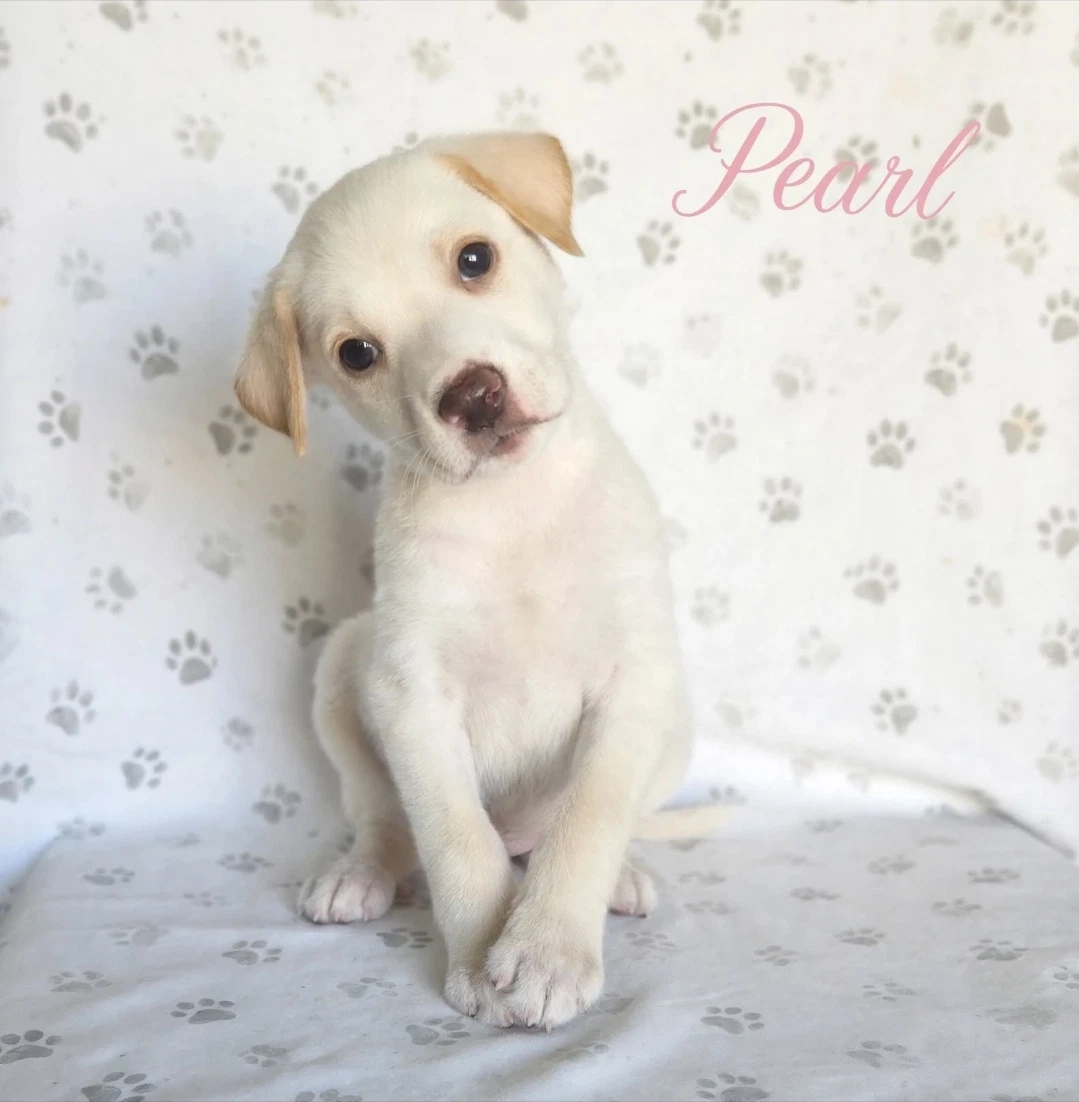 Pearl