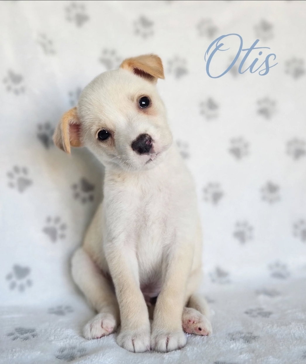 Otis