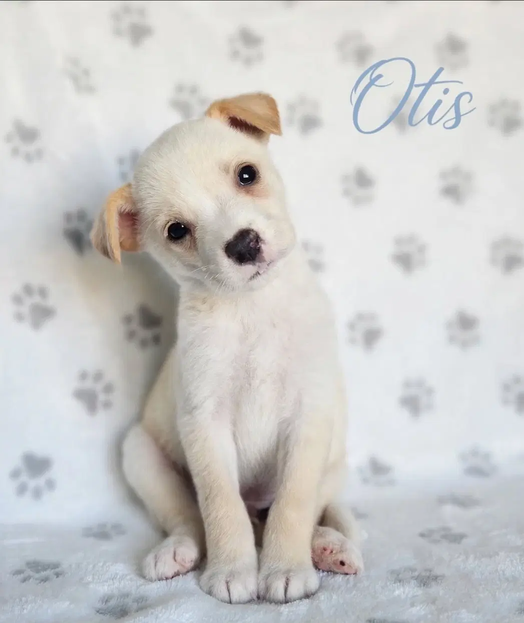 Otis - Labrador Retriever