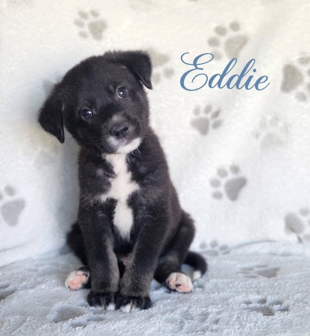 Eddie