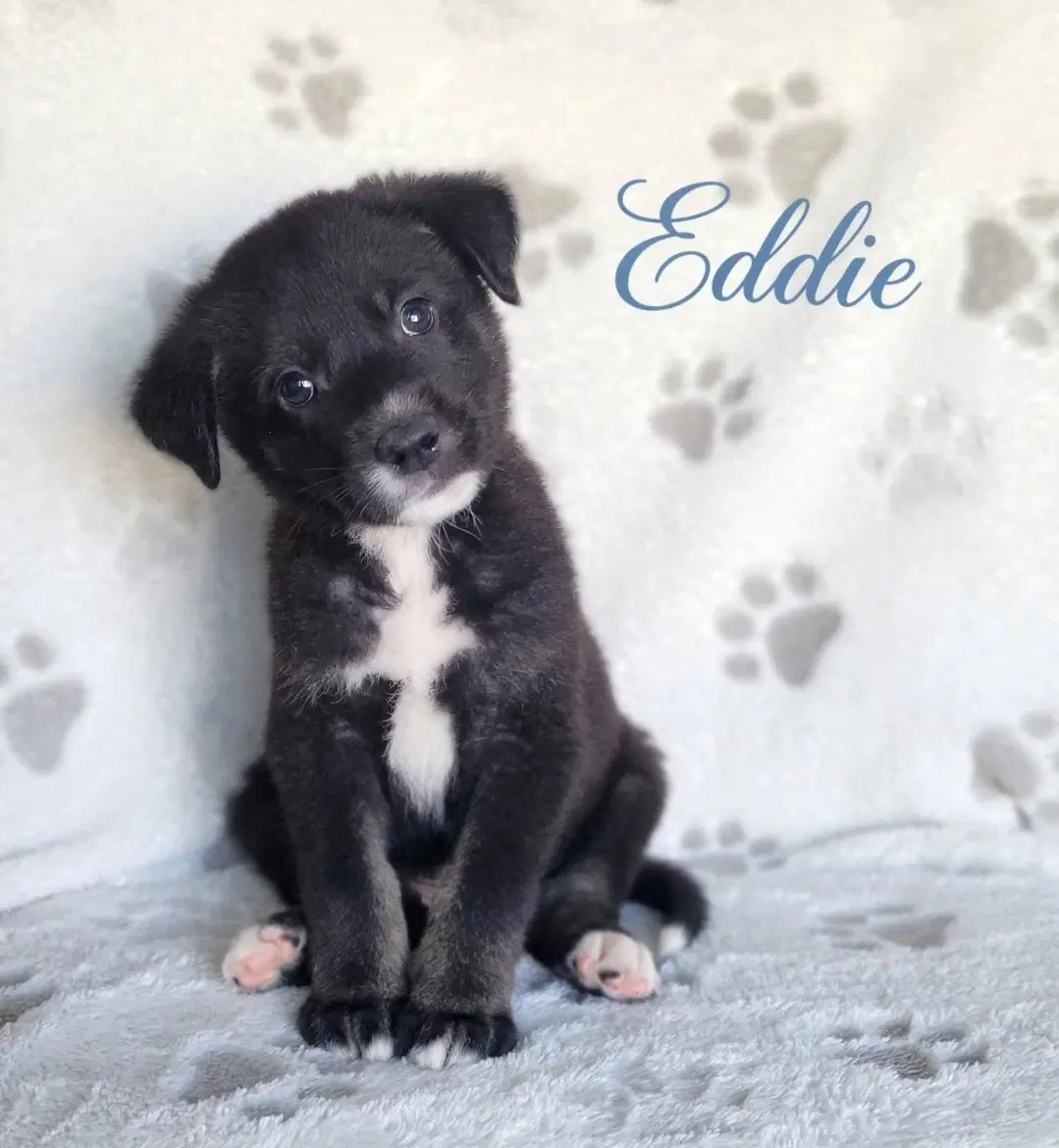 Eddie - Labrador Retriever
