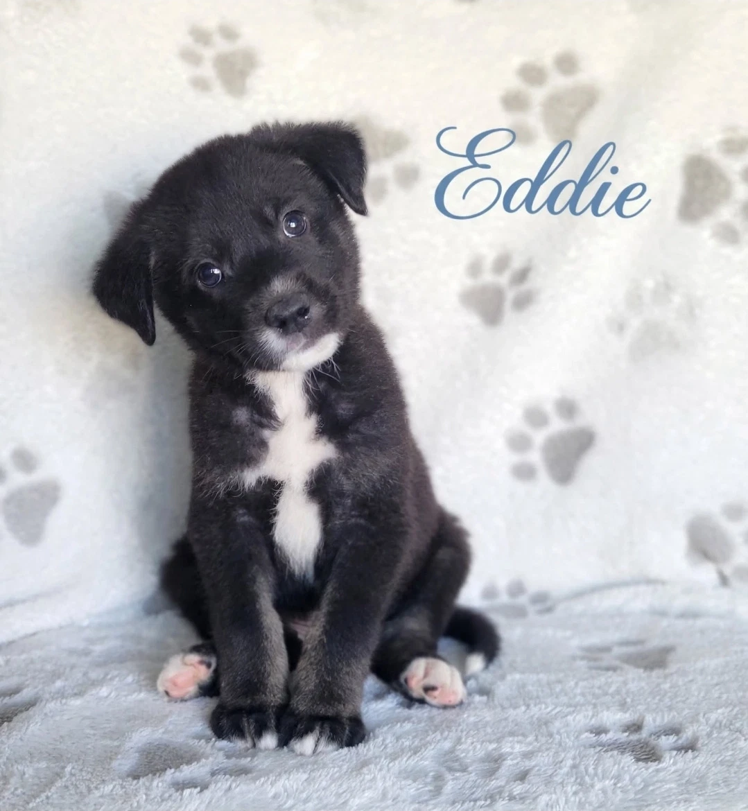 Eddie