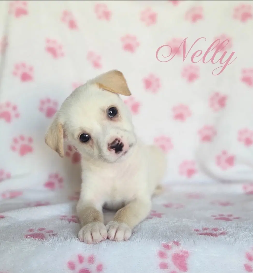 Nelly - Labrador Retriever