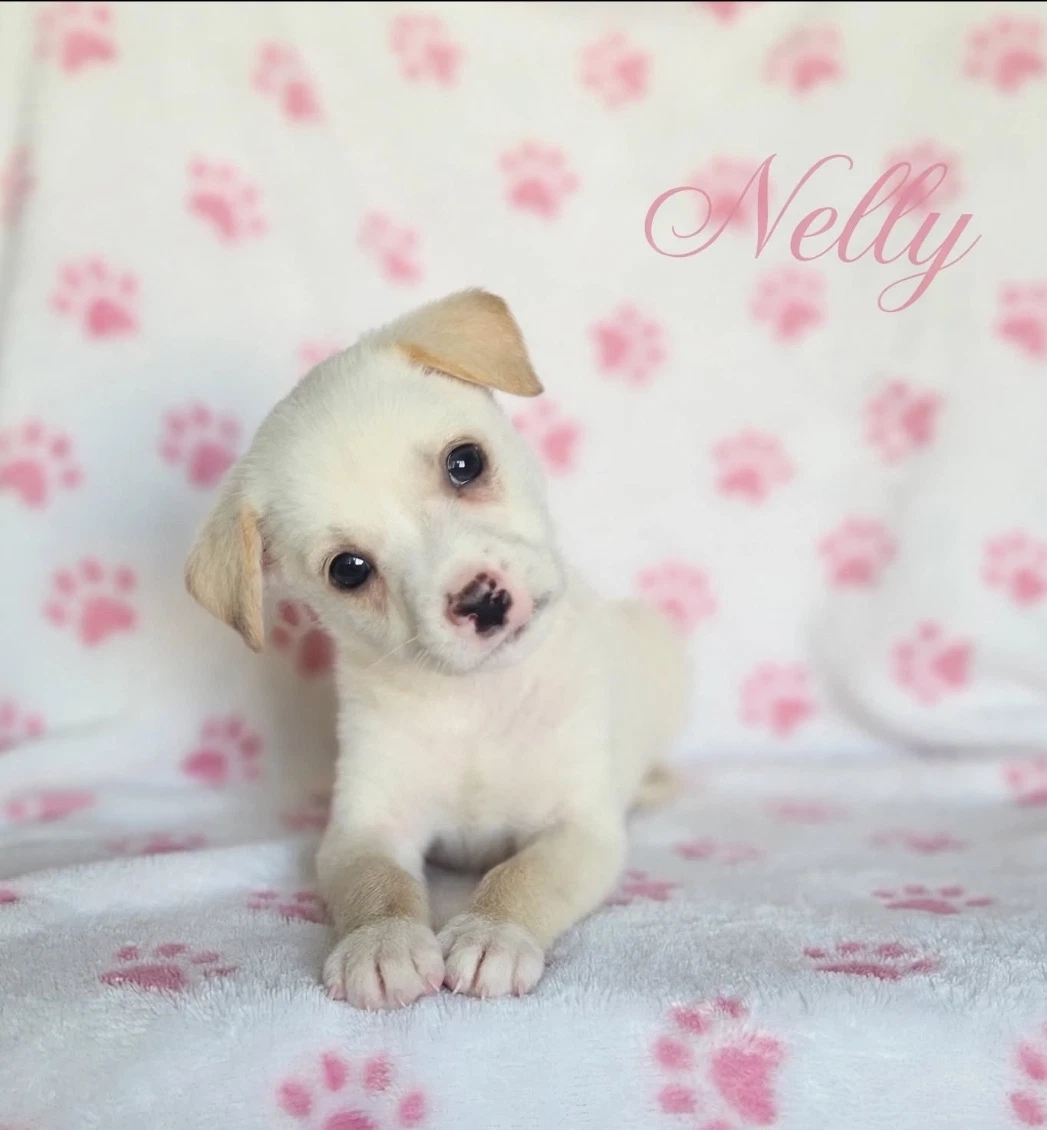 Nelly