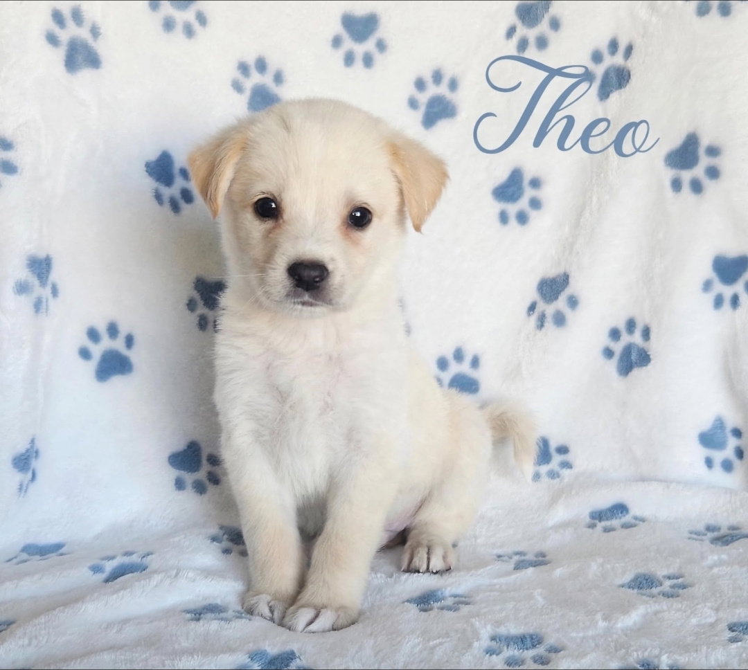 Theo