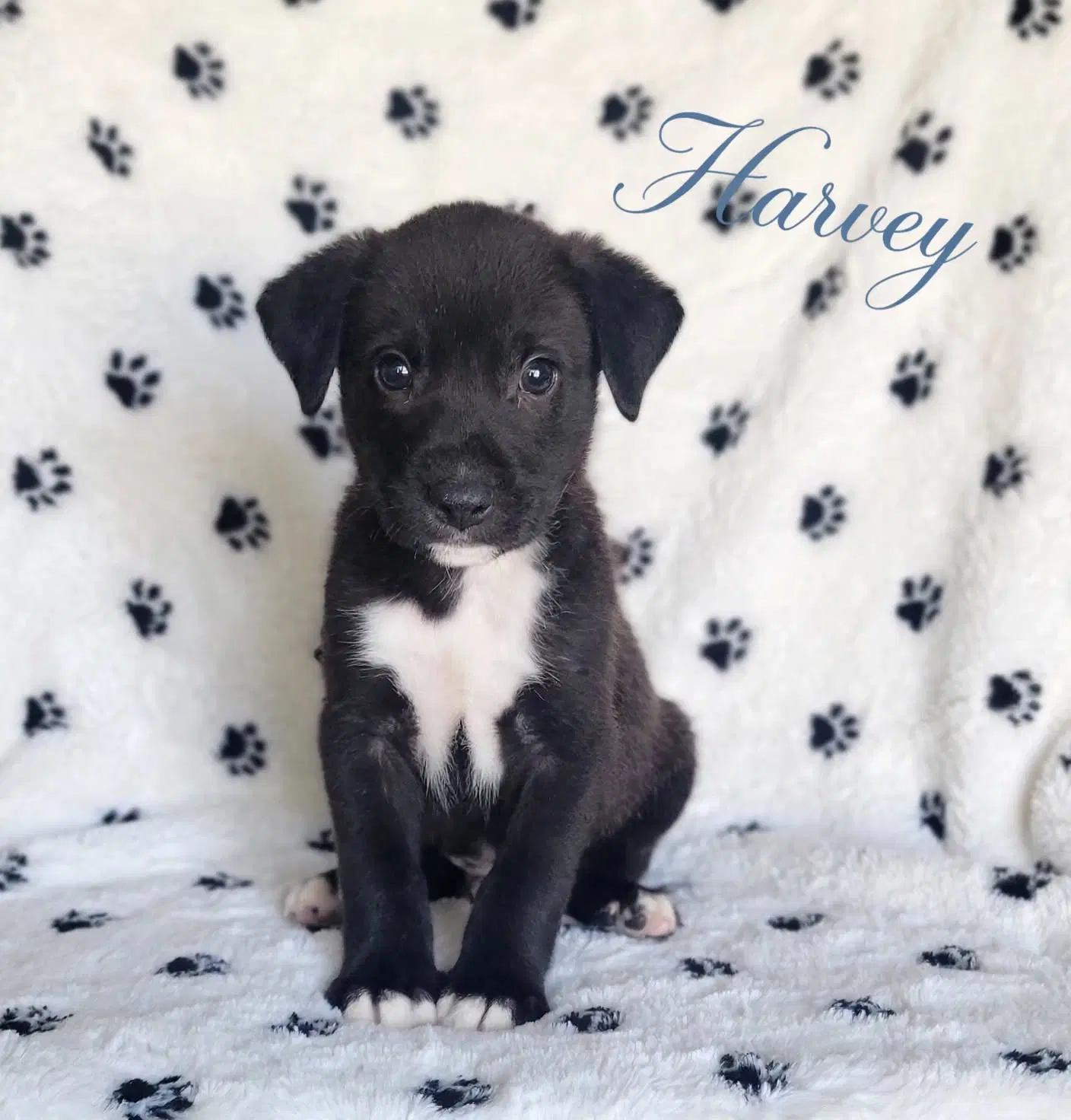 Harvey - Labrador Retriever