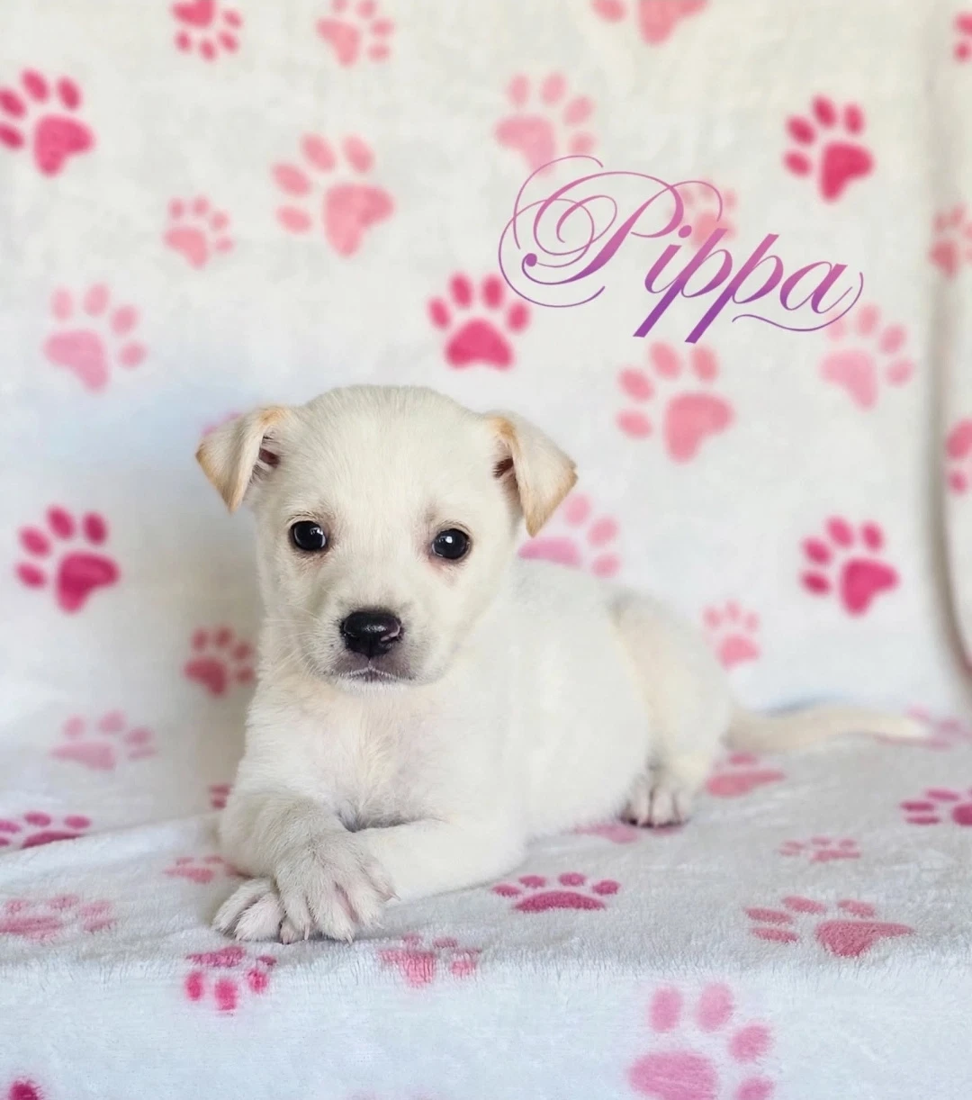Pippa