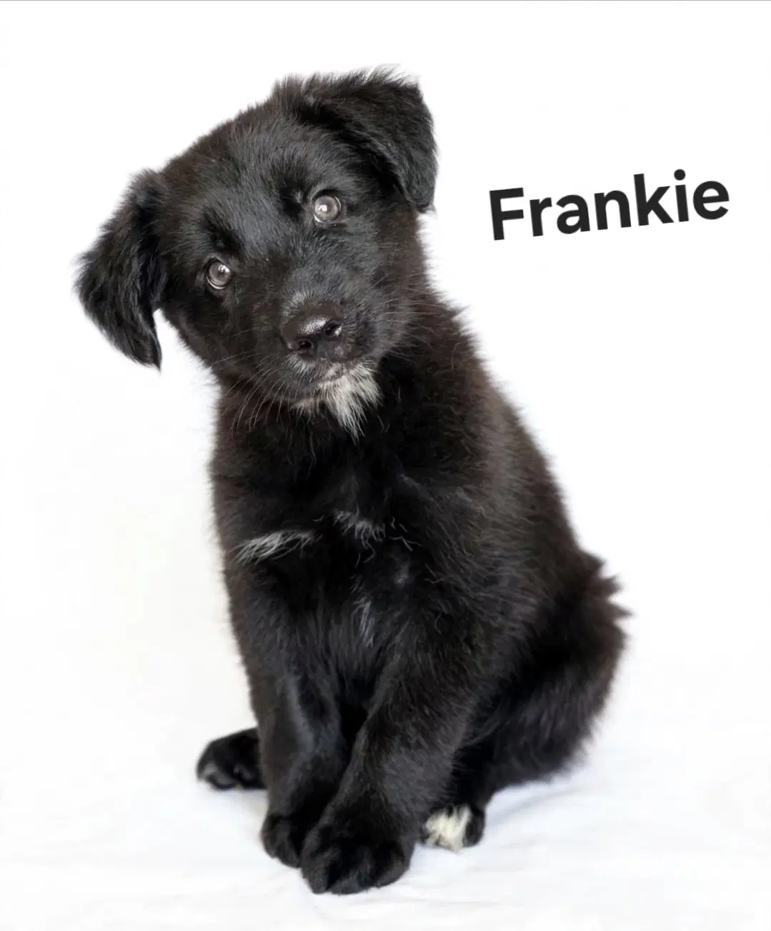 Frankie image 2