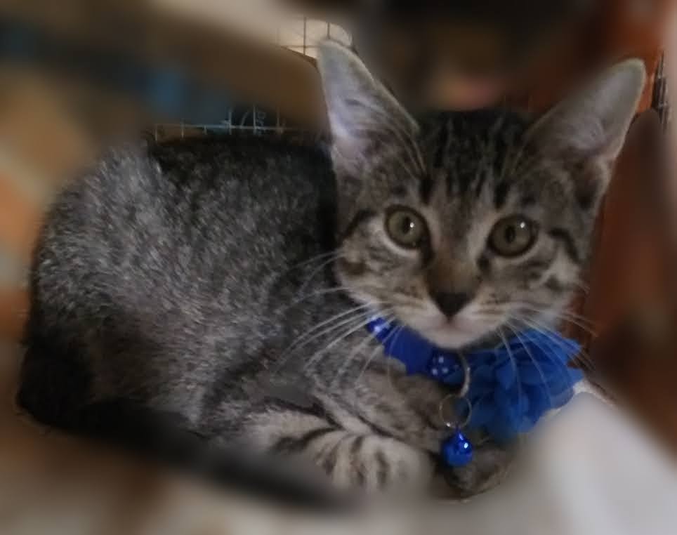 Cats for Adoption in Warren, Ohio Alpha Paw