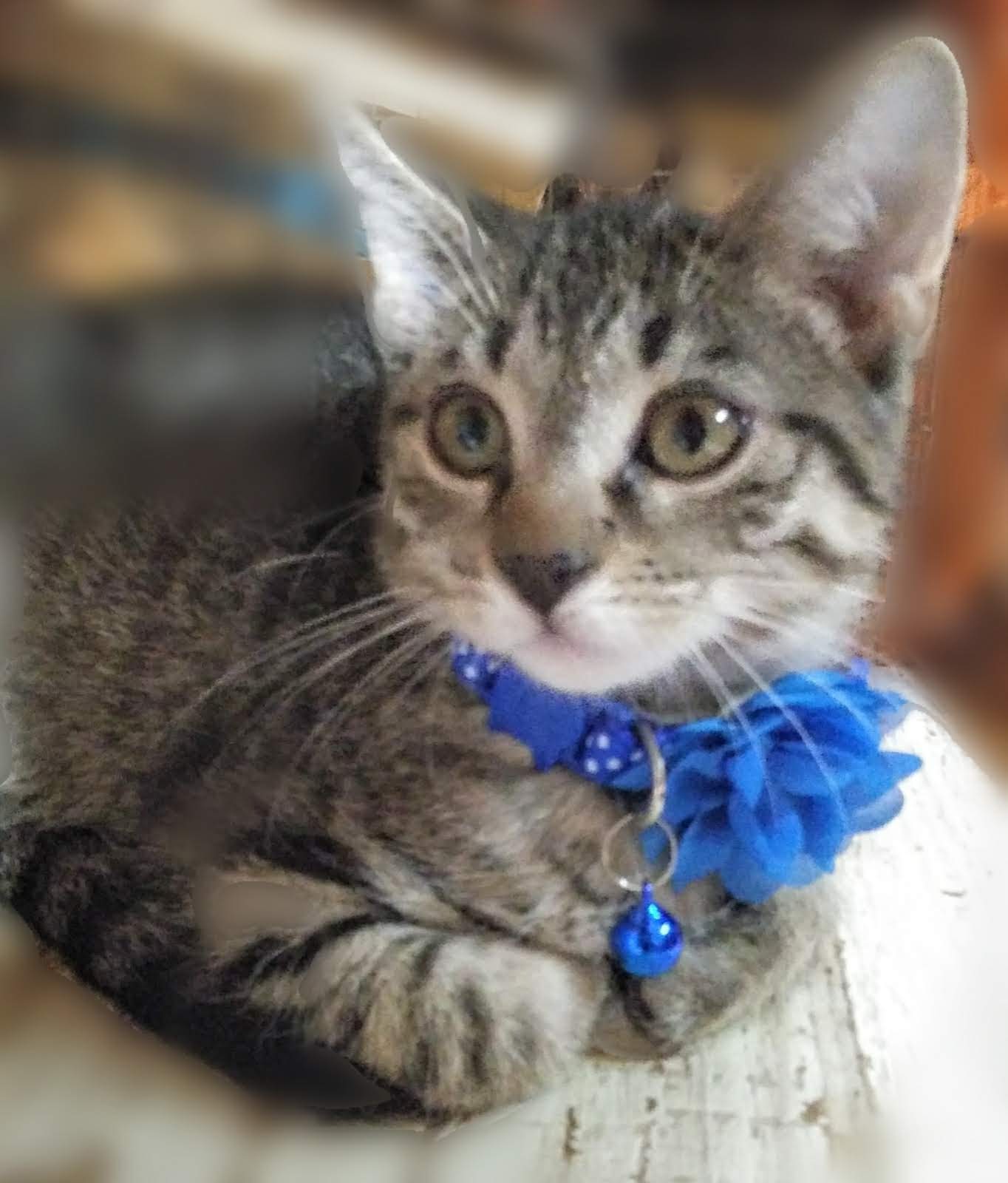Cats for Adoption in Warren, Ohio Alpha Paw
