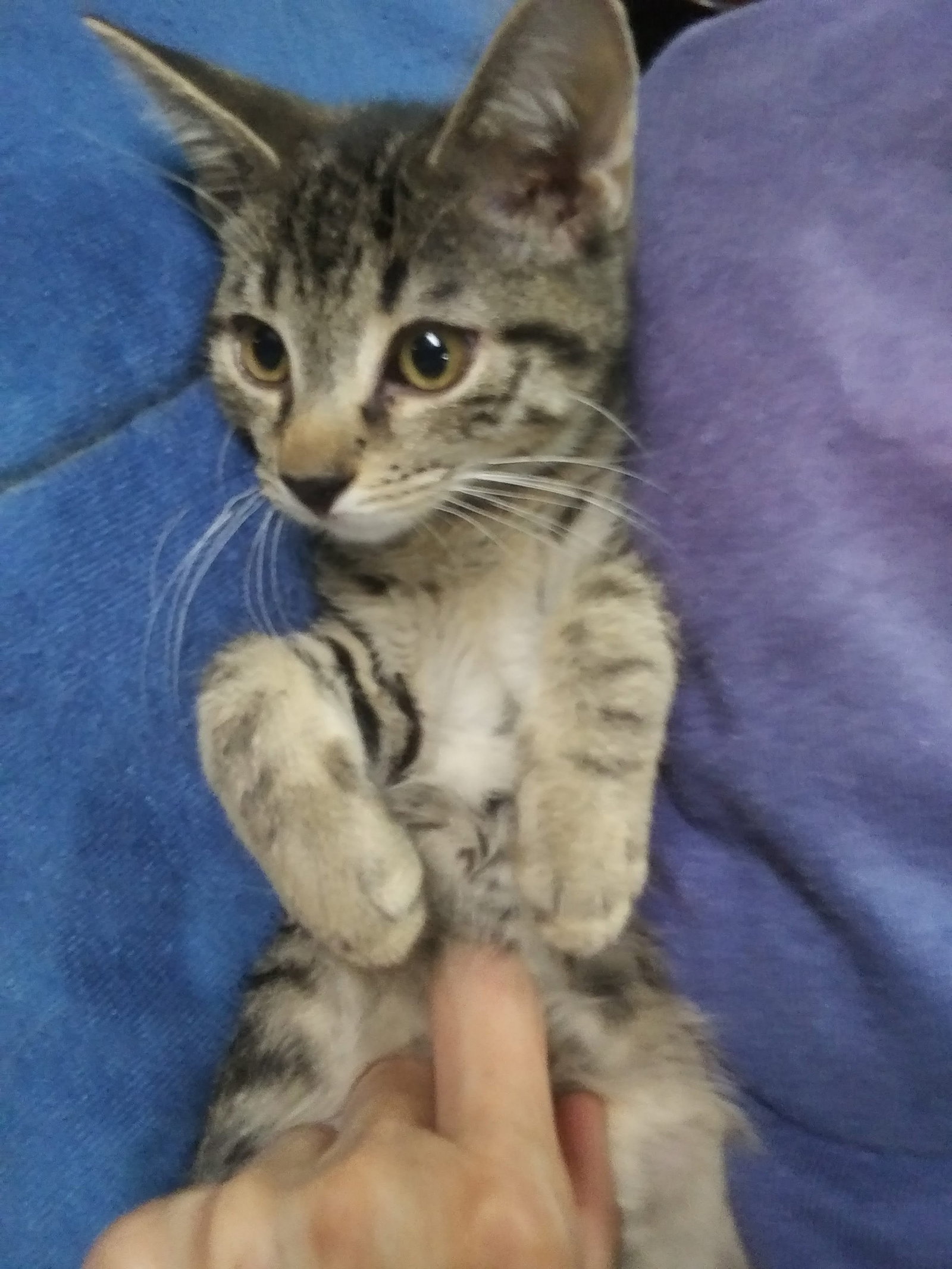 Cats for Adoption in Warren, Ohio Alpha Paw