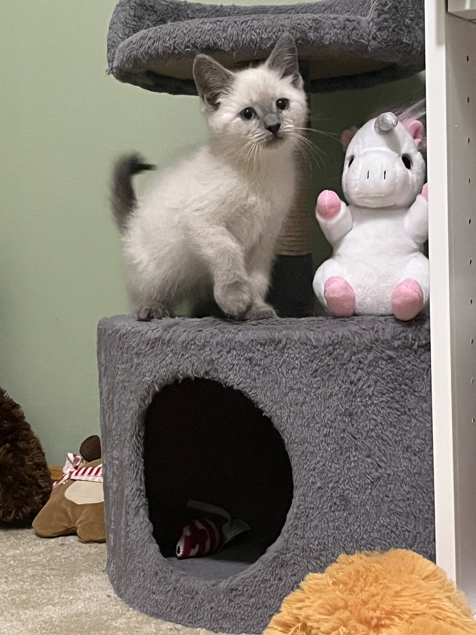 Cats for Adoption in Sawyerwood, Ohio Alpha Paw