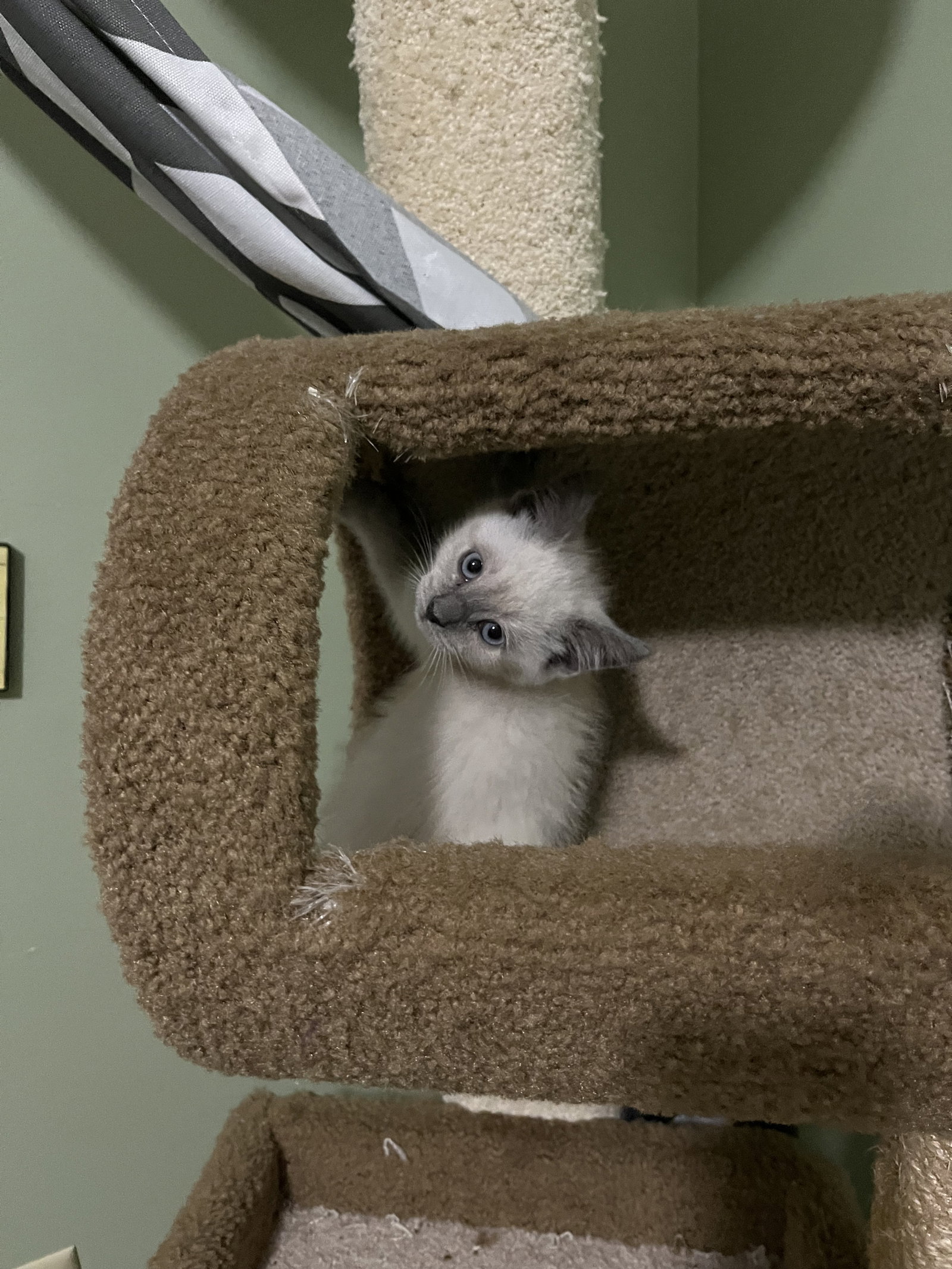 Cats for Adoption in Sawyerwood, Ohio Alpha Paw