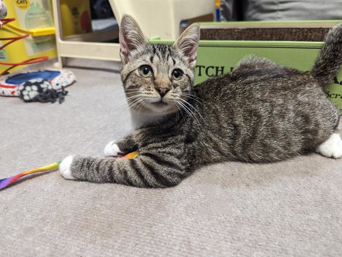 WILLIE NELSON - Domestic Short Hair / Tabby available for adoption