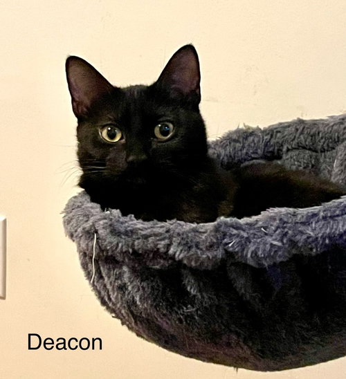 DEACON - Domestic Short Hair / Domestic Short Hair available for adoption
