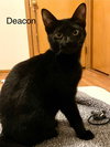 Deacon - Photo 3