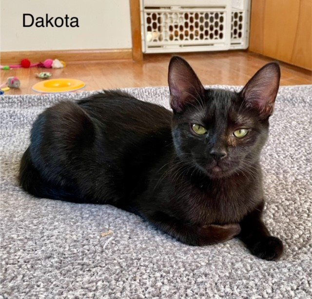 adoptable Cat in MOL, OH named Dakota