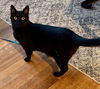 adoptable Cat in  named Jordi