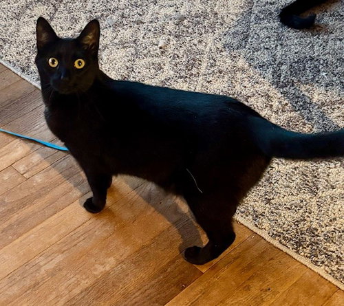 picture of the cat needing adoption