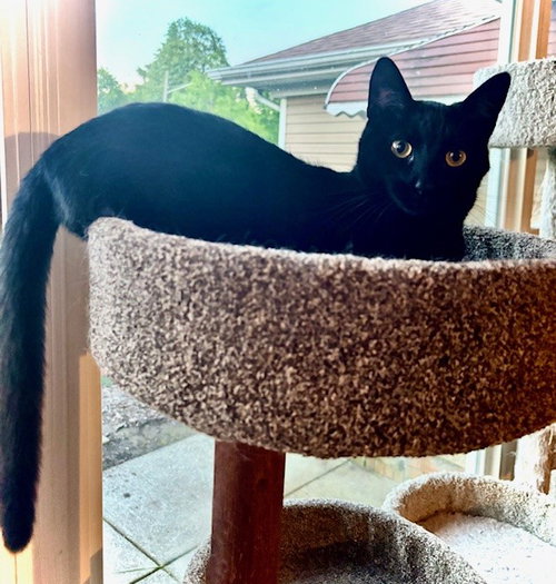 JORDI - Domestic Short Hair / Domestic Short Hair available for adoption