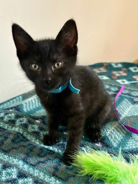 adoptable Cat in MOL, OH named Jordi