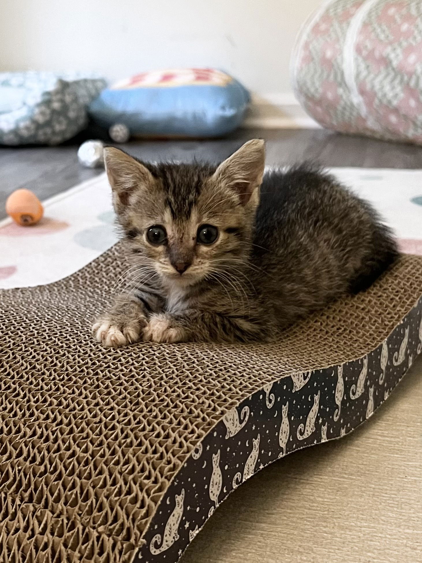 adoptable Cat in MOL, OH named Rey