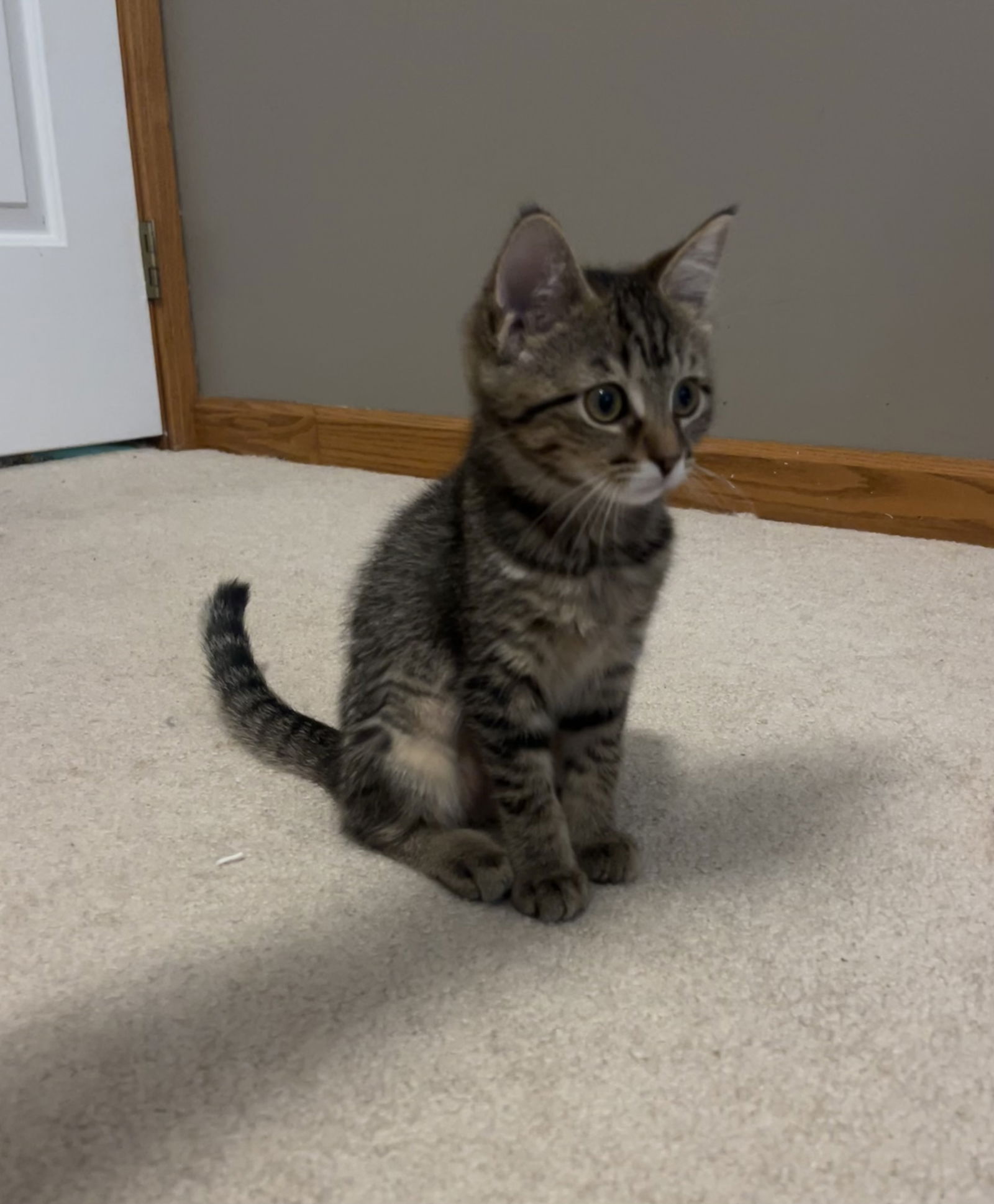 adoptable Cat in MOL, OH named Olive