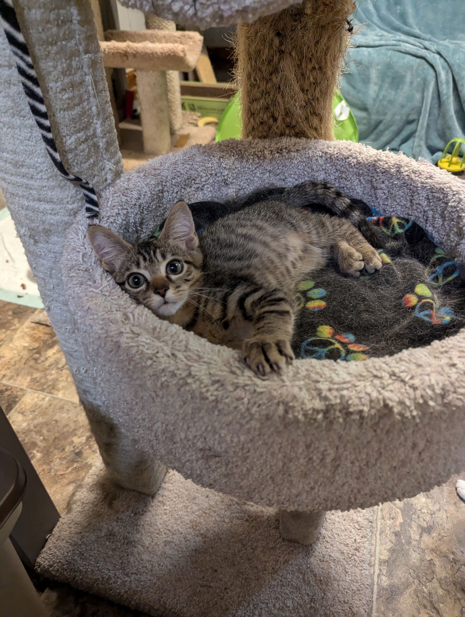 adoptable Cat in MOL, OH named Elwood