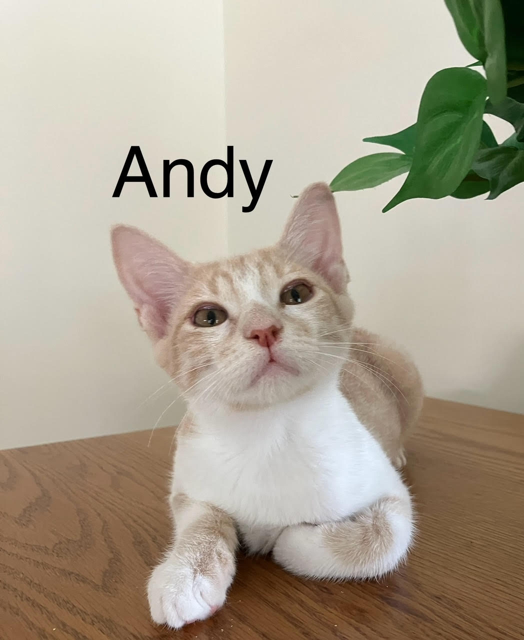 adoptable Cat in MOL, OH named Andy