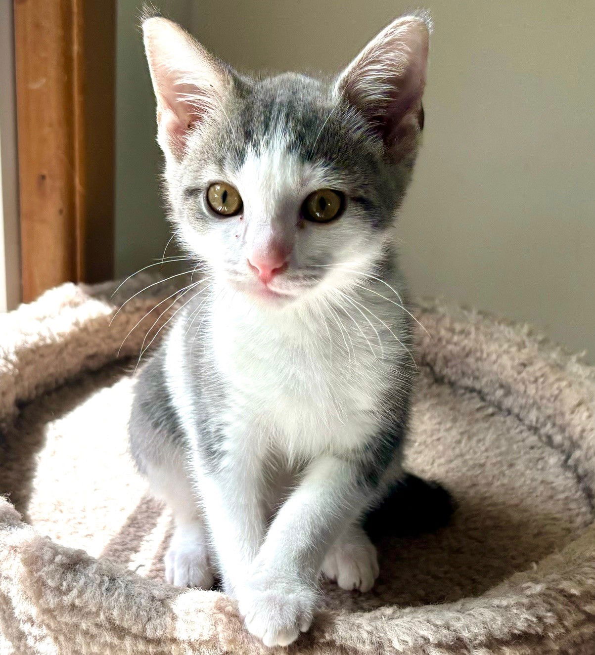 adoptable Cat in MOL, OH named Puffy