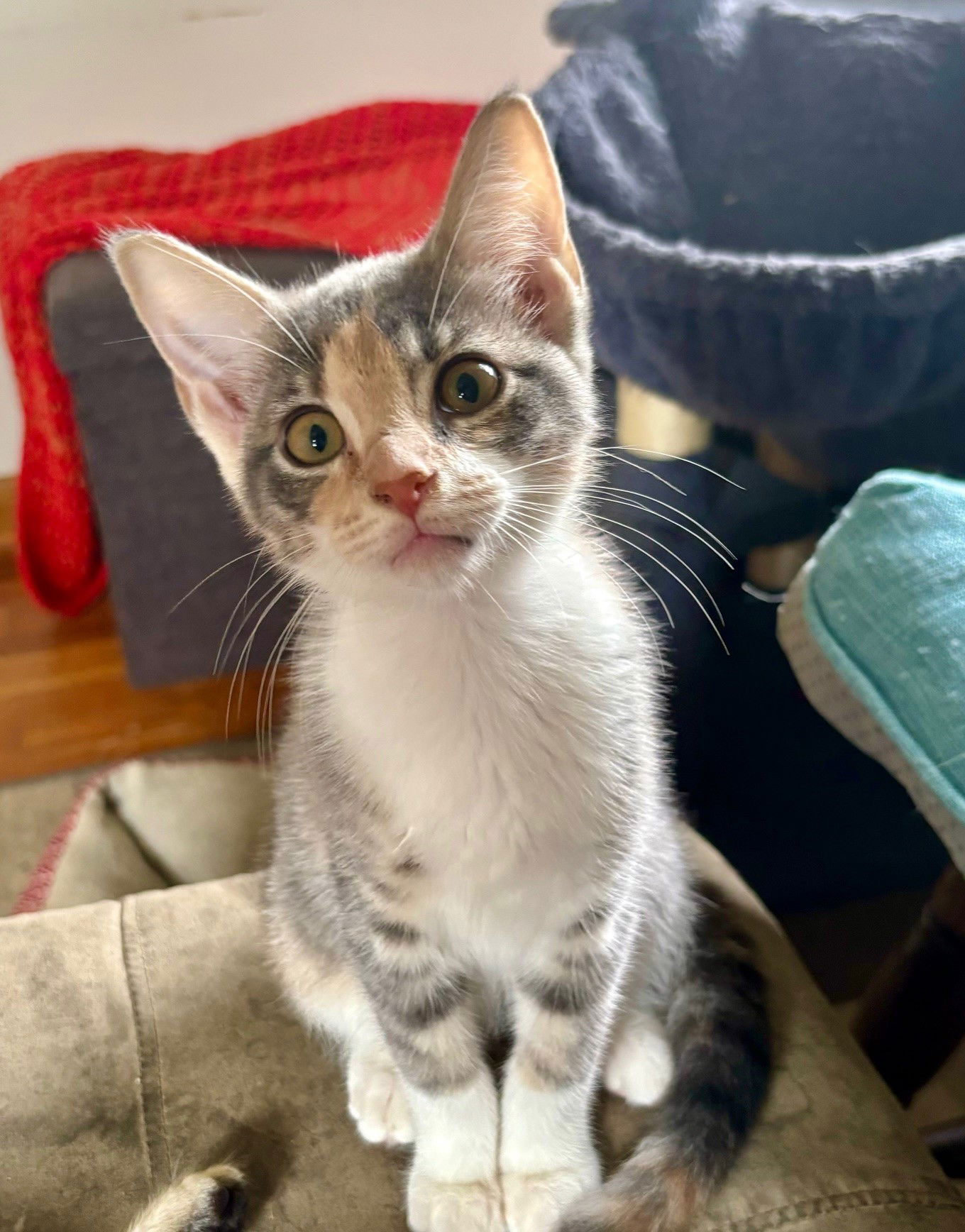 adoptable Cat in MOL, OH named Pixel