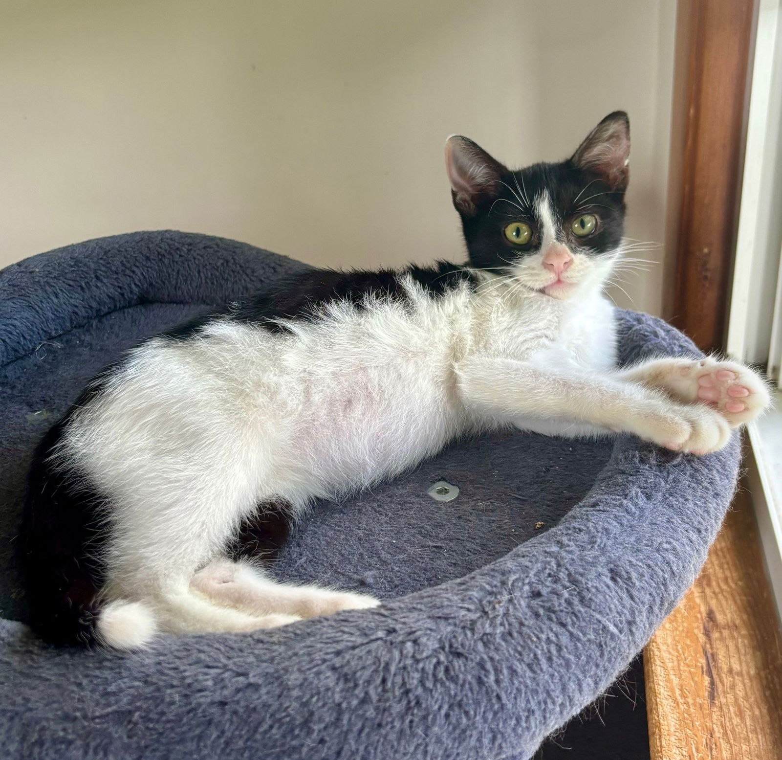 adoptable Cat in MOL, OH named Perry