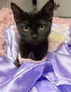 adoptable Cat in , OH named Bat Girl