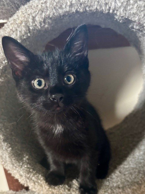 picture of the cat needing adoption