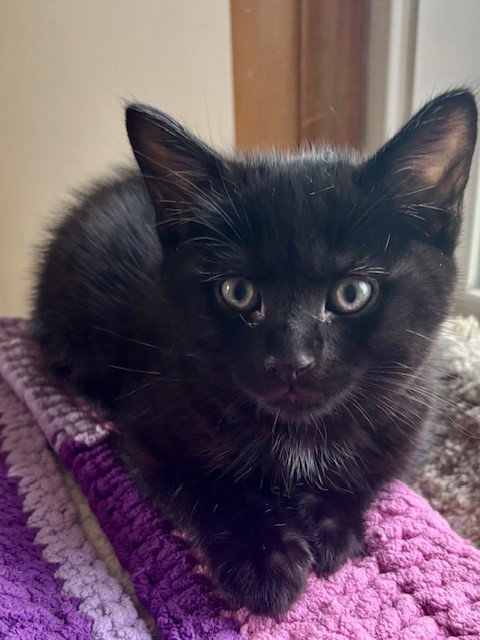 KAI - Domestic Short Hair / Domestic Short Hair available for adoption