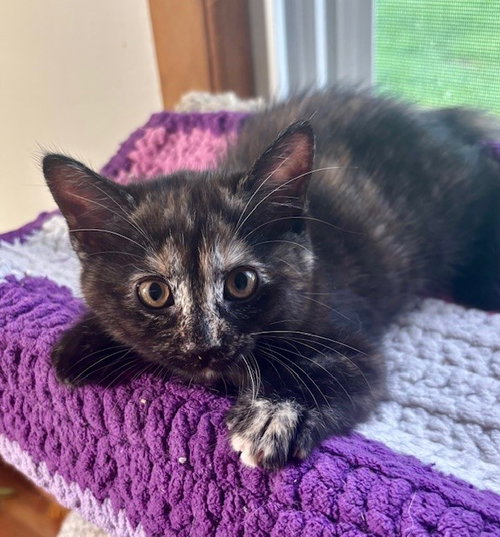 picture of the cat needing adoption