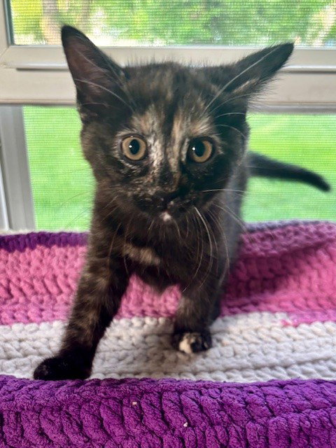 KELSIE - Domestic Short Hair / Domestic Short Hair available for adoption