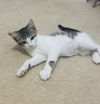 adoptable Cat in  named Molly