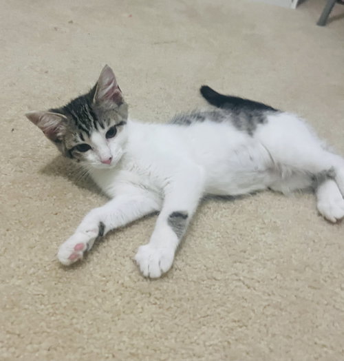 picture of the cat needing adoption