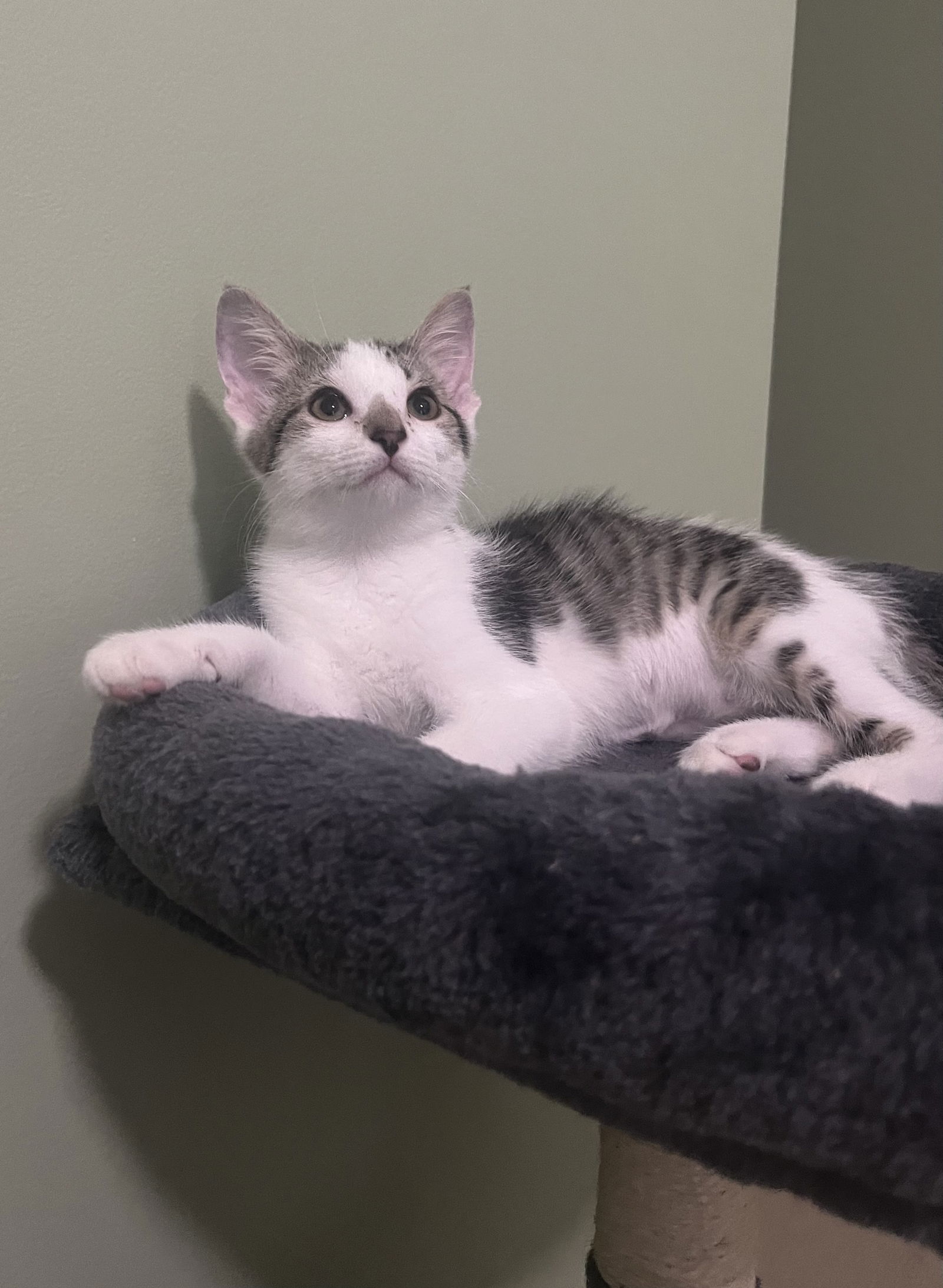 adoptable Cat in MOL, OH named Buttons