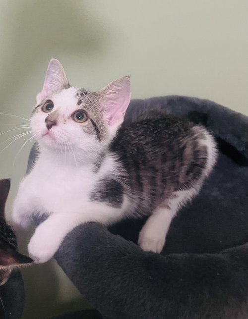 BUTTONS - Domestic Short Hair / Tabby available for adoption
