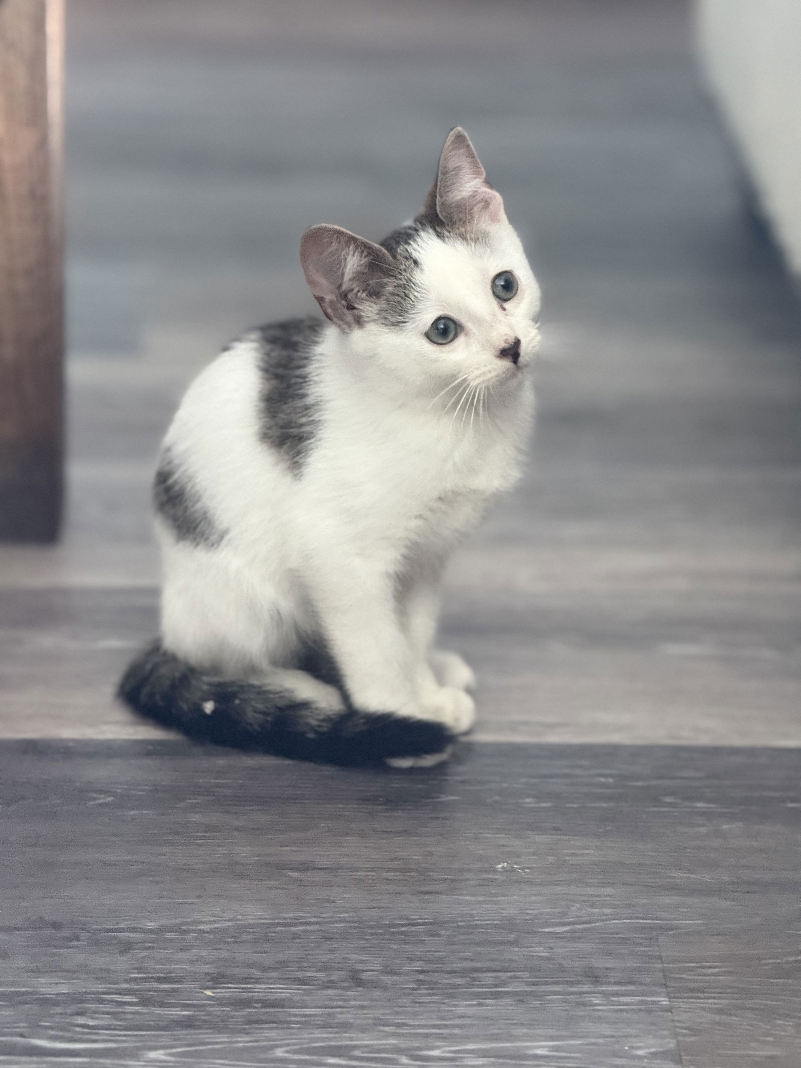 adoptable Cat in MOL, OH named Scout