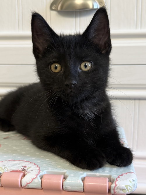 picture of the cat needing adoption