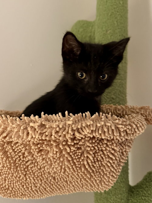 OBERYN - Domestic Short Hair / Domestic Short Hair available for adoption