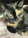 Maya - Photo 1