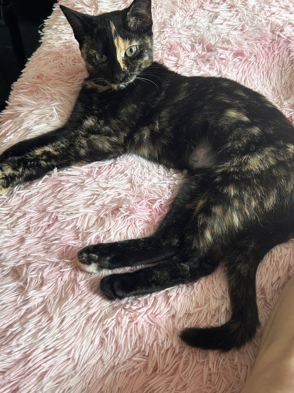 Maya