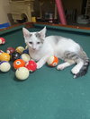 Laney - Photo 1
